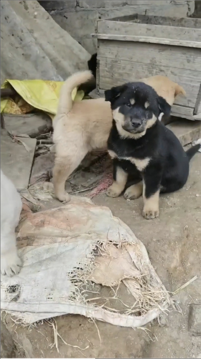 中华田园犬